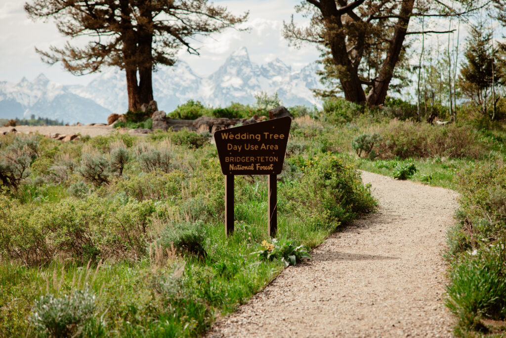 A sign indicating the location of the Wedding Tree in the Bridger Teton National Forest